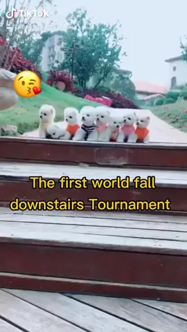 Do u like us🐶#dog#doggy #doggo #pet#pets #puppy#puppylove #fyp#pls#puppydog #nice#tiktok#foryou#foryoupage