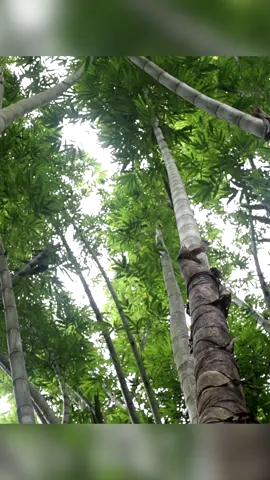 Giant bamboo is the king of bamboos, guess how tall is it? #yunnan #bamboo #china #willdife