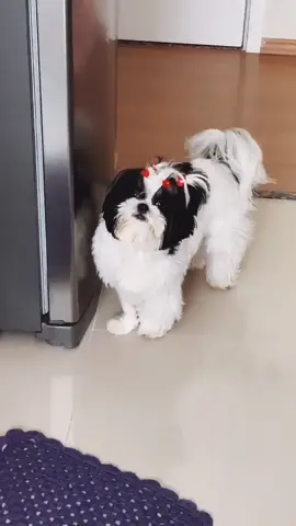 Mãe eu to com fome 😋 #shihtzu #dogsoftiktok #cachorros #cute #fofos #foryoupage