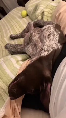 #sweetdreams #sleepingpuppy #gsp #foryoupage #mybaby #Love