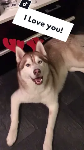 Milo says I Love You! #PetsOfTikTok #funnydog #husky #goof #iloveyou #pettalk #huskytalk #funny #adorable #followme #cute #blueeyes #huskytalking #fun