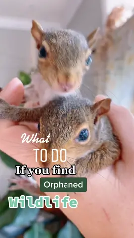 Our orphaned squirrels need names ⬇️✨ #wildlife #squirrels #rescue #fyp