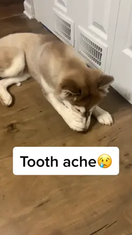 She growing up so fast 😔. #dogperson #dog #toothache #babyteeth #fy #fyp
