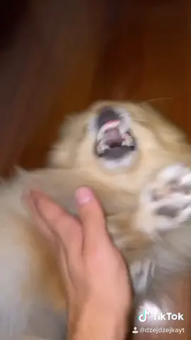 Karate dog II 🤣 #joystick #farell #funnyanimals #cutedog #fyp #puppy #dogofticktok #dog #joystickthedog #fightdog #funnydog #funnycat