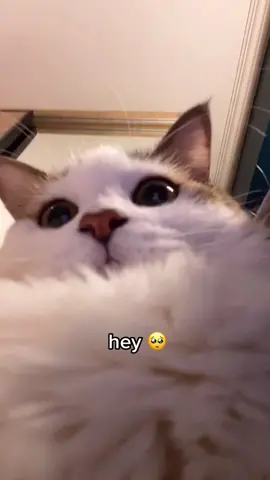 hey 🥺 #fyp #foryou #cats #ily #soft #mentalhealthcheck #SelfCare