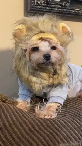She’s not laughing! #fyp #foryoupage #foryou #yorkie #dogsoftiktoks