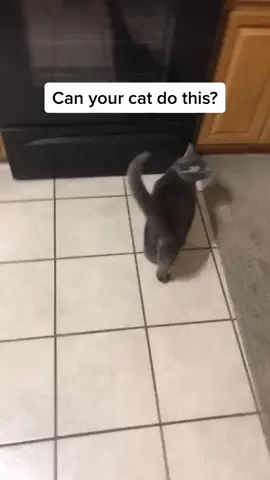 What can your cat do? #WelcomeWeek #showandtell #fyp