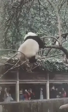Are you happy now?#travel #panda #traveling #fyp