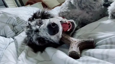 🤪    #stopwaitaminute #dogsoftiktok #PetsOfTikTok #cutedog #fyp