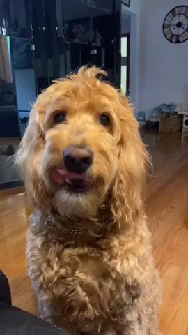 🥺 #goldendoodle #fyp #dogsoftiktok #dog #goldendoodlesoftiktok #dogs #doggy #ProveWhatsPossible #fypシ