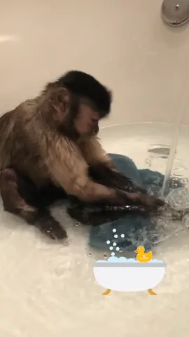 Bath time! #bath #gaitlynrae #gaitlyn #fyp #foryourpage #bathtimfun #animals