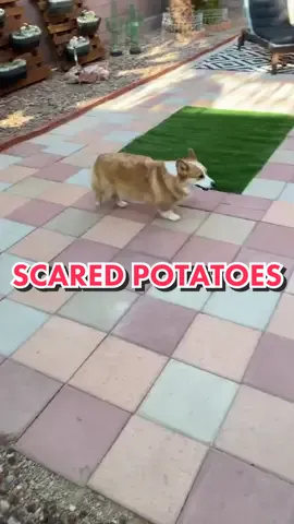 Scared potatoes #ProveWhatsPossible #ActingChallenge #dogperson #voiceover