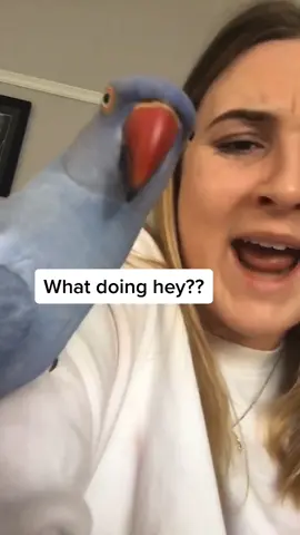 The support we all need #bird #birdsoftiktok #whatdoing #fyp #australia #rant #Love #accent