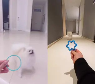 #duet with @miso_ara   Ok so this didn’t work at all lolol!!#pomeranian
