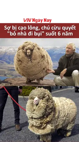Chú cừu đào tẩu suốt 6 năm vì sợ bị cạo lông #vnnn_funfact #funfact #fyp #cothebanchuabiet #trends #foryou