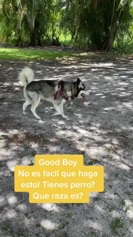 Dia en el parque! #husky #trainingdog