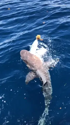 Sharks will literally swim out of nowhere and steal your lunch! #shark #showandtell #fishing #swim #naturevibes