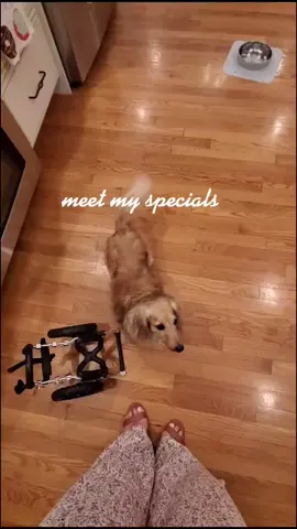 @thecoldestwater get 10% off your entire order promo code EDDIE #thecoldestwater #play #family #dogsoftiktok #grumpydog #catsoftiktok #water