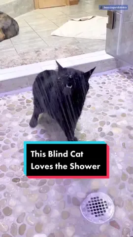 So sweet ❤️ #AnimalFriends #catsoftiktok #foryou (IG: beardogandblinkin)