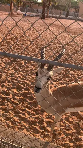 ياعنق الريم ياعين العديم...                                  #explore #شيله#اكسبلور