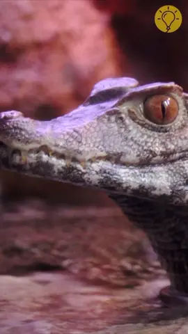 This itty-bitty buddy is no pet! 🐊 #AnimalFriends #ittybitty #ittybittyboys #croco #crocodile