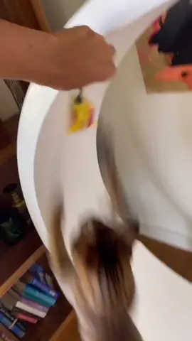 Teaching PJ how to run in his cat wheel, PT1 #cat #catwheel #run #cute #kitty #foryou #foryoupage #fyp #AnimalFriends #pets