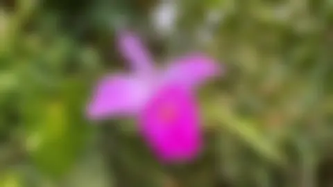 Florecitas de mi casa!