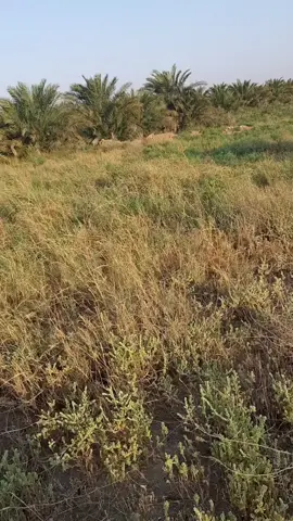 شنو رئيكم بلمكان #اكسبلور #explore #اكسبلور_explore #لايك #العراق #تيك توك #follow #foryou #السعوديه #تبم_لوكو #تصميمي #دوس_مرتين_على_الشاشه #ميوزكلي