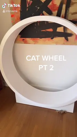 PJ cat wheel progress 💪🏽💪🏽💪🏽 #cat #cute #catwheel #kitty #animalfriends