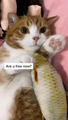Can you play with me?😭😿#catsoftiktok #catlove #foryou #foryoupage