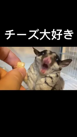 うちのモモンガの好物はチーズです #モモンガ #モモンガのいる暮らし #sugarglider