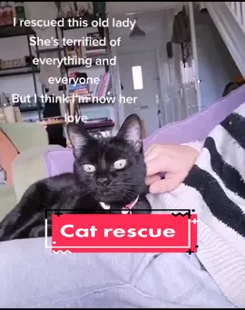 Gorgeous girl #fyp #foryoupage #cat #catrescue #blackcat
