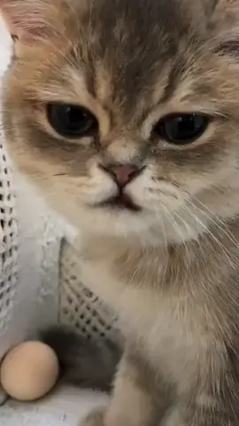 The Cat's voice is so cute#cat#pet#foryou#fyp