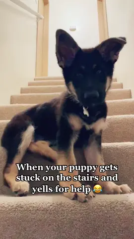 Why does he yell for me when he gets scared 😂 #puppylife #puppylove #germanshepherd