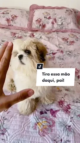 Tira essa mão daqui, pai! 🤦🏻‍♂️🐶 #japeguei #tikdogs #pets #shihtzu #tchanchallenge