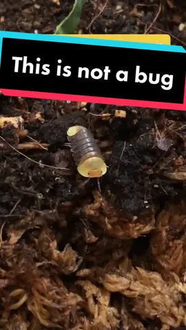 Please poke head out #isopod #isopodsoftiktok #isopodtiktok #rolypoly #AdultMoney #insectsoftiktok #forbiddencandy #bugtiktok #homeschool #cute #buggo