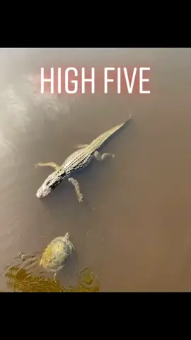 Lmaoo just homies dapping each other up 🤞 #funny #turtle #gator #friends #shoutoutot @craftylittlebitch
