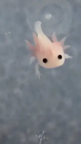 #funny #salamander #cute #amazing