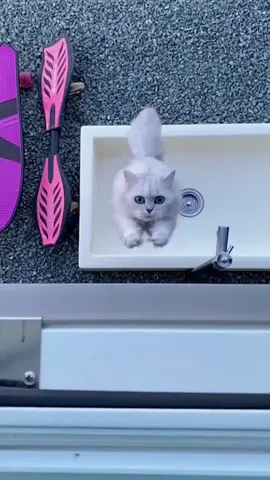 He definitely can fly!!!!😂😵#cat #fly #cutecat #cutepet #petlover #cool #dope #fyp #foryou
