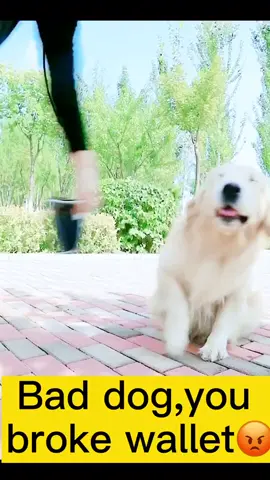 The dog took back the wallet,but the ending was outrageous#doggy #lovedog #touch #fyp #foryoupage