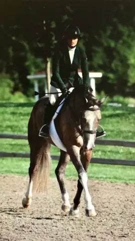 Curious to see what y’all think!  #DidYouKnow #equestrian #hunterjumper #horse #fyp #foryou