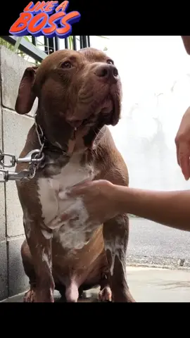 #asmr #pitbull#BOUNCE#fyp