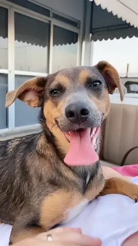 Vida de mulher bonita, ou seria cadela? #dogsoftiktok #dog #hipocrita #fyp #fy #trend