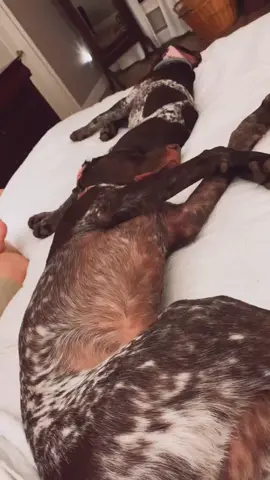 #sleeping #brothers #cuddle #puppylove ##DidYouKnow #bedtime #puppy #germanshorthairpointer #puppiesoftiktok #gsp