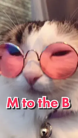 M to the B #foryou #MillennialsOfTikTok #DidYouKnow #mtotheb #cat #catsoftiktok