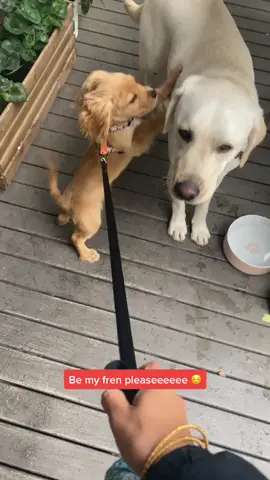 #dogsoftiktok #puppy #labrador #friends