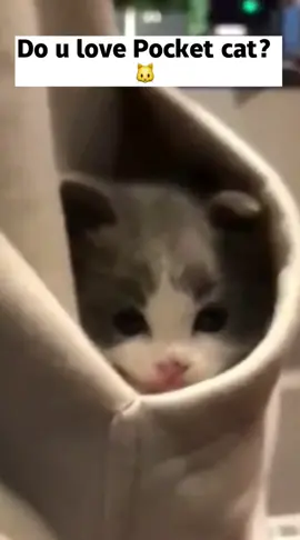 Lovely pocket cat 🙀😻#cute #cutecat #cutepet #petlover #kawaii #cat #fyp #foryou