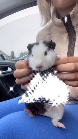 Just a guinea pig in a dress.. #foryou