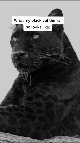 👀 #foryoupage #foryou #cat #blackcat