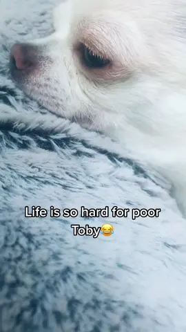 It’s difficult sometimes #dog #fyp#foryou#chihuahua #PetsOfTikTok #dogsoftiktok #relax